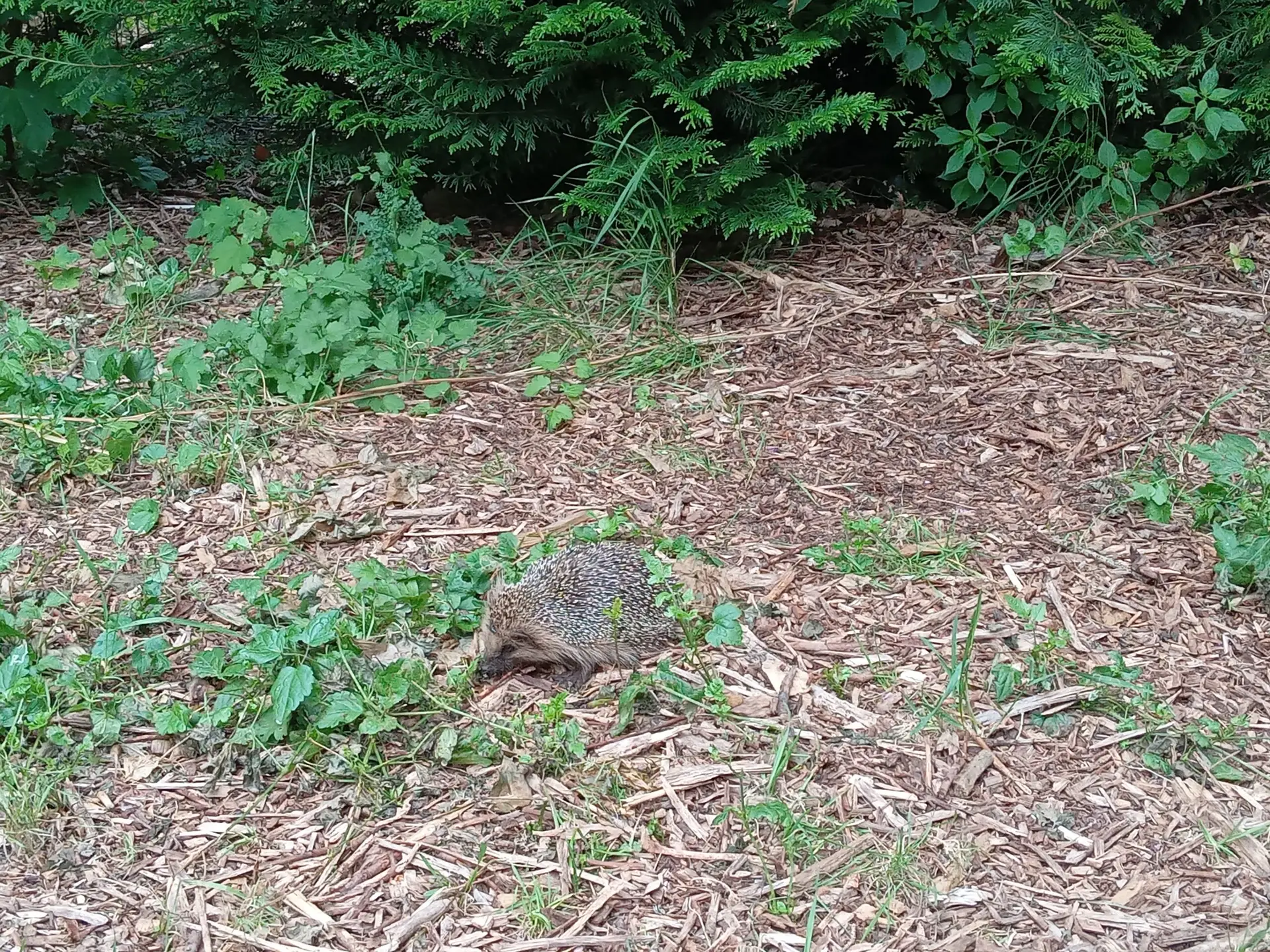 Un jardin dans la ville