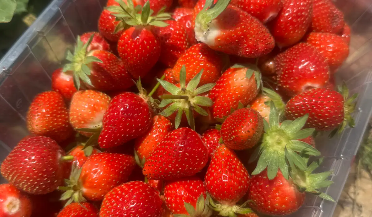 Maternelle – Cueillette des fraises