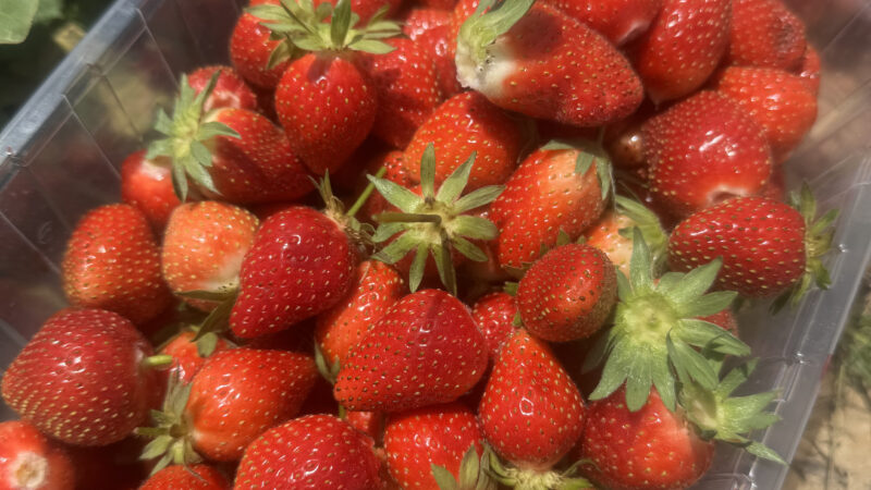 Maternelle – Cueillette des fraises