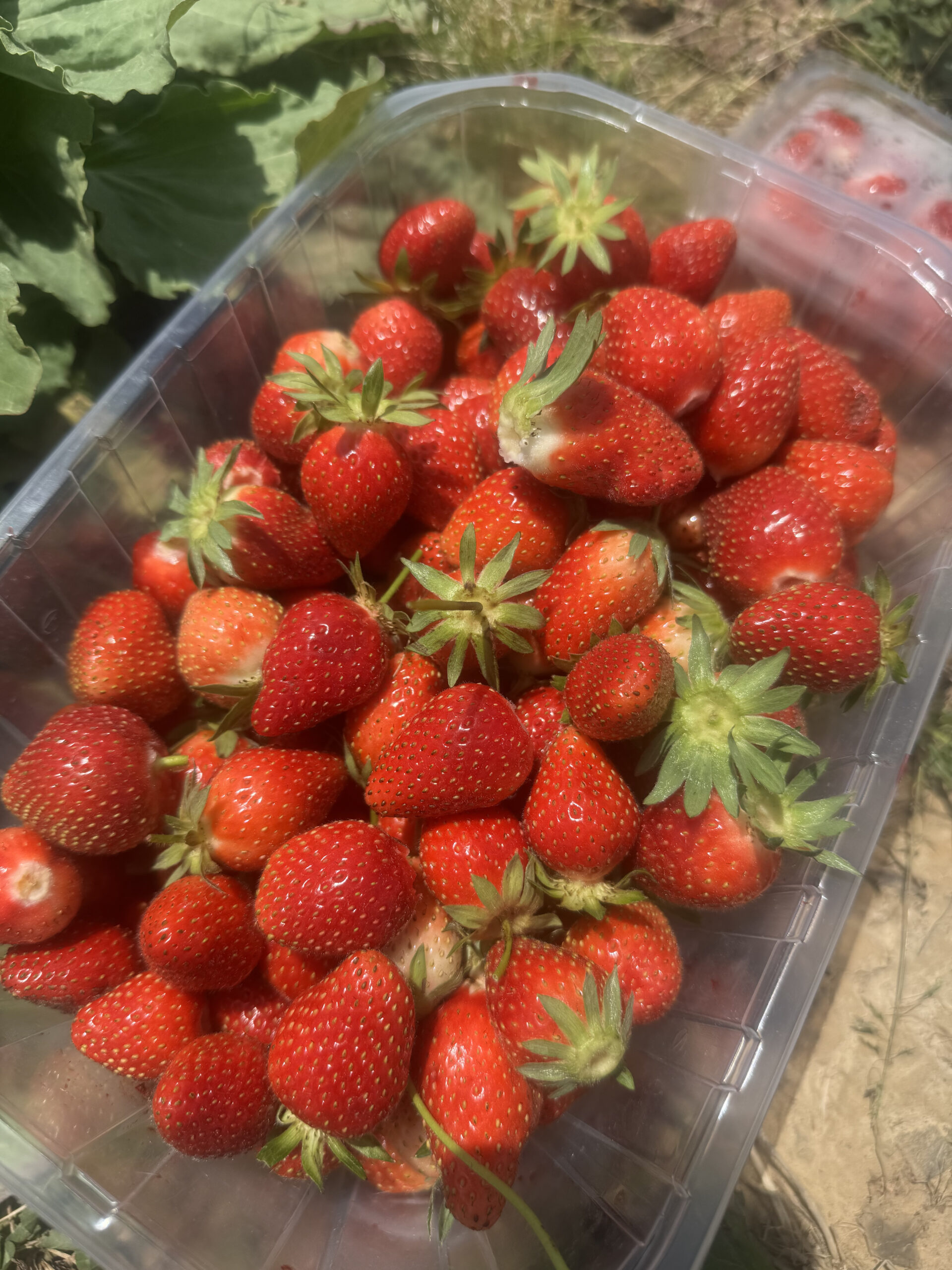 Maternelle – Cueillette des fraises