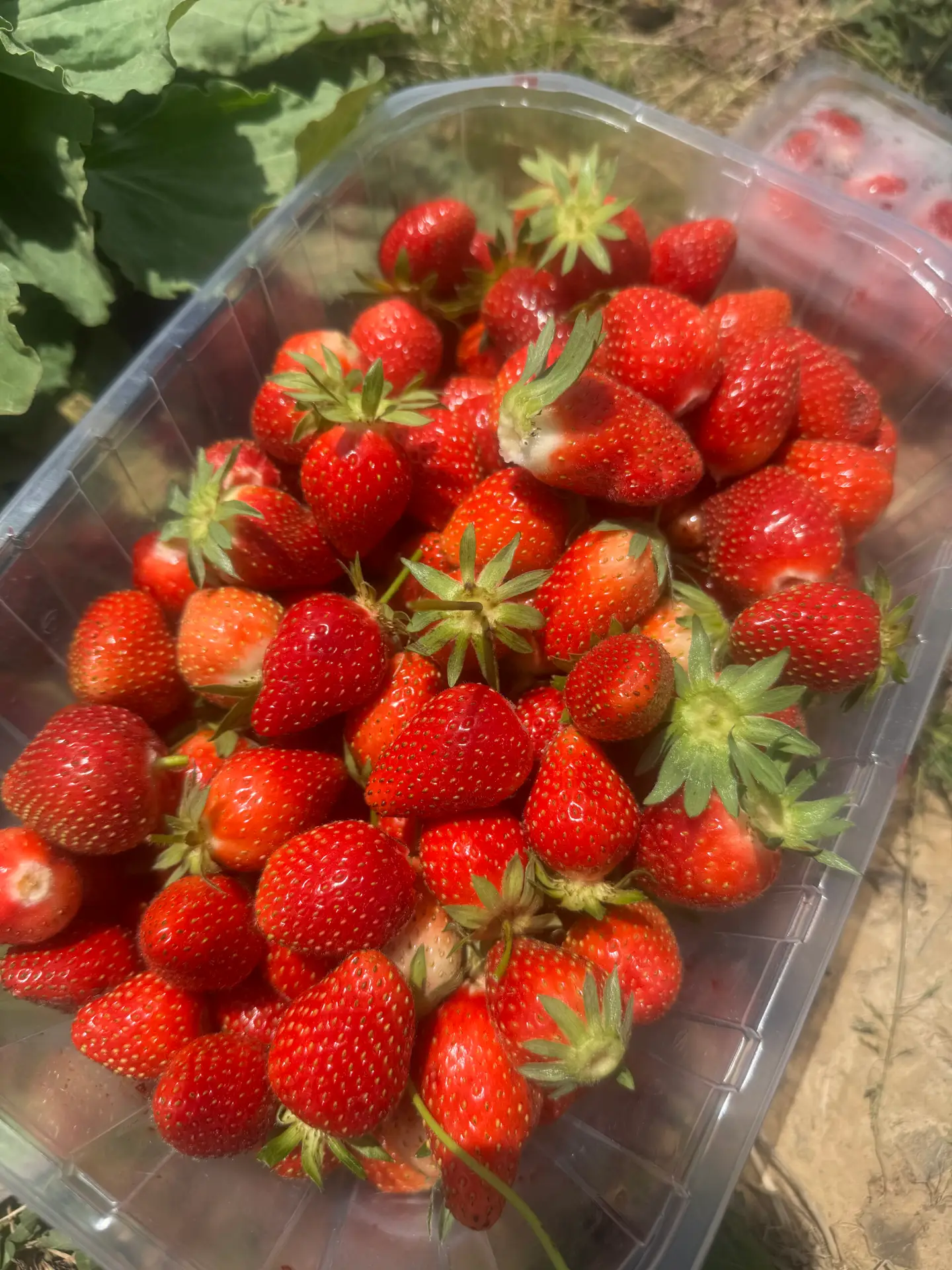 Maternelle – Cueillette des fraises
